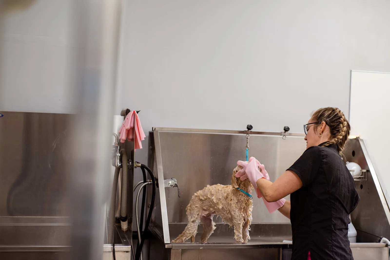 A dog groomer is bathing a small dog in a professional grooming salon, showcasing pet care.